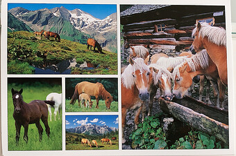 card 2 of 3-21 from Honeybee (AT)