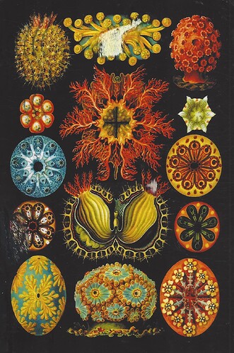 Haeckel, Ernst  Ascidiae (Sea Squirts)