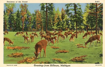Denizens of the Forest, Deer