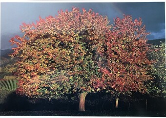 Baum